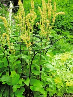 Essex Plant Supports -Comfortable Garden 37423 200 tif