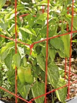 Pepper And Eggplant Cages, Set Of 3 -Comfortable Garden 37464 567 tif