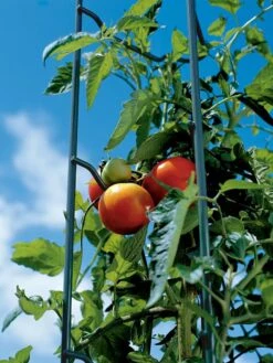 Tomato Ladders, Set Of 3 -Comfortable Garden 38184 003E tif