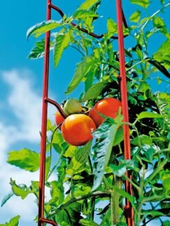 Tomato Ladders, Set Of 3 -Comfortable Garden 38185 003E tif