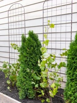 Jardin Flower Trellis -Comfortable Garden 38689 6002 tif