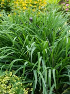 Jardin Bird Cage Support, 26" -Comfortable Garden 39 521 0073 tif