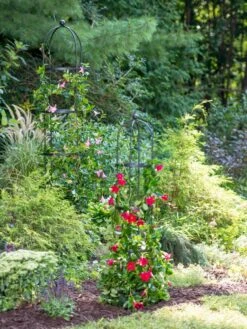 Essex Round Trellises 11 Essex Round Trellises -Comfortable Garden 39545 2286 tif