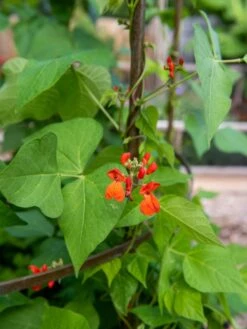 Jardin Tower -Comfortable Garden 3 4 crop 8612997 0059