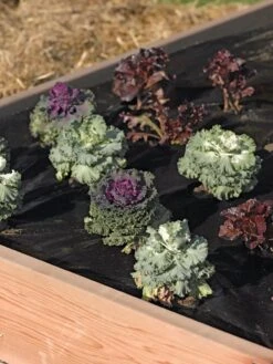 Easy-Plant Weed Block Mulch 7 Easy-Plant Weed Block Mulch -Comfortable Garden 40356 219 tif