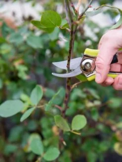 Pocket Pruners -Comfortable Garden 8586314 027 tif