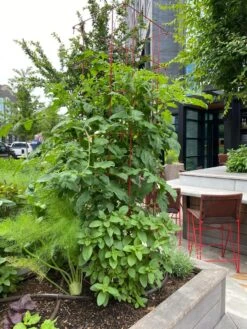 Tomato Towers, Set Of 2 -Comfortable Garden 8587041 01IN tif