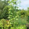Bean Tower -Comfortable Garden 8587060GRN 0112 3 4