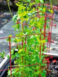Expandable Pea Trellis -Comfortable Garden 8587061 100 tif