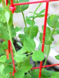 Tall Expandable Pea Trellis -Comfortable Garden 8587061 101 tif 1