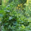 Deluxe Cucumber Trellis 1 Deluxe Cucumber Trellis -Comfortable Garden 8587083 01IN