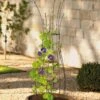 Jardin Pot Trellis 1 Jardin Pot Trellis -Comfortable Garden 8587120 224 tif