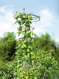 Essex Tuteur, 78" -Comfortable Garden 8587861 4160 tif