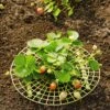 Strawberry Supports, Set Of 6 -Comfortable Garden 8587970 1039 tif