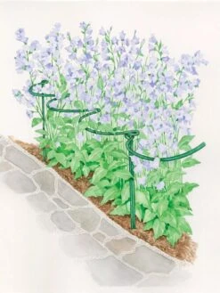 Tidy Path Supports 7 Tidy Path Supports -Comfortable Garden 8588403 003 1