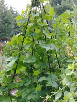 Titan Teepee Trellis -Comfortable Garden 8595757 01EMP tif