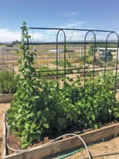 Titan Pea Tunnel 10 Titan Pea Tunnel -Comfortable Garden 8596275 01CUST tif