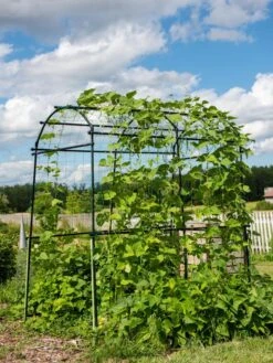 Titan Squash Tunnel -Comfortable Garden 8596276 0133 tif