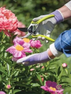 Gardener's Pro Pruner #2 8 Gardener's Pro Pruner #2 -Comfortable Garden 8596605 1261 tif