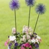 Everbloomin' Alliums, Set Of 3 2 Everbloomin' Alliums, Set Of 3 -Comfortable Garden 8598435 9007 tif