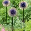 Allium Starburst Stake 2 Allium Starburst Stake -Comfortable Garden 8598981 13717 tif