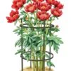 Titan Peony Supports, Medium, Set Of 2 -Comfortable Garden 8599858 0001 art tif