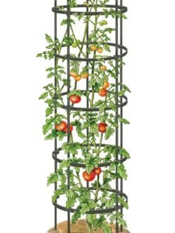 Titan Tall Tomato Cages, Set Of 3 -Comfortable Garden 8599860 0002 art tif