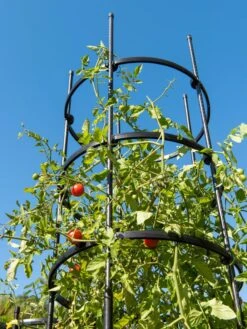 Titan Tall Tomato Cages, Set Of 3 -Comfortable Garden 8599860 0066 tif