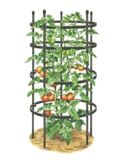 Titan Tomato Cages, Set Of 3 -Comfortable Garden 8599861 0001 art tif
