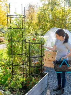 Titan Tomato Cages, Set Of 3 -Comfortable Garden 8599861 0114 tif