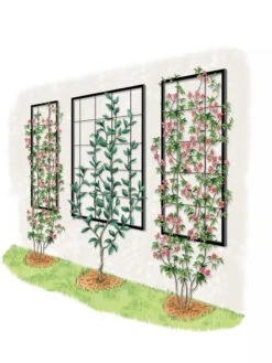 Exeter Wall Trellis -Comfortable Garden 8600049 50 0001 art tif