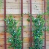Ina Modern Wall Trellis Sr. 2 Ina Modern Wall Trellis Sr. -Comfortable Garden 8600510 05V tif