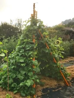 Annabel Tipi Trellis 12 Annabel Tipi Trellis -Comfortable Garden 8600521 02V tif