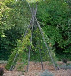 Annabel Tipi Trellis 10 Annabel Tipi Trellis -Comfortable Garden 8600521 07V jpg