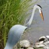 Florida Dancing Birds®, Great Blue Heron -Comfortable Garden 8609451 02V jpg
