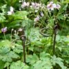 Arden Single Stem Supports, Set Of 2 2 Arden Single Stem Supports, Set Of 2 -Comfortable Garden 8609887 8022 tif