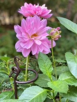 Arden Single Stem Supports, Set Of 2 9 Arden Single Stem Supports, Set Of 2 -Comfortable Garden 8610375 5703 tif