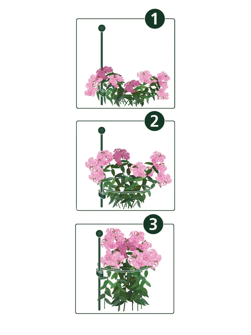 Peacock Mini Plant Support Rings 4", Set Of 2 4 Peacock Mini Plant Support Rings 4", Set Of 2 - Image 2