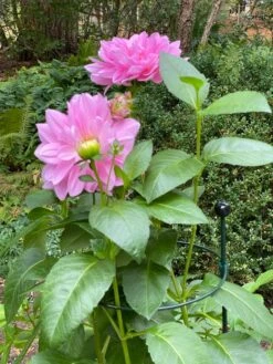 Peacock Classic Plant Support Rings 15", Set Of 2