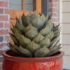 Desert Steel Artichoke Agave Sculpture -Comfortable Garden 8610761 01v desert steel artichoke agave