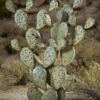 Desert Steel Prickly Pear Cactus Sculpture, Grande -Comfortable Garden 8610769 02v desert steel prickly pear cactus grande