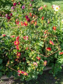 Parasol Plant Supports, Set Of 3 13 Parasol Plant Supports, Set Of 3 -Comfortable Garden 8611129 050 tif