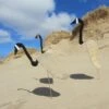 Florida Dancing Birds®, Canada Goose 2 Florida Dancing Birds®, Canada Goose -Comfortable Garden 8611633 01v florida dancing birds canada goose