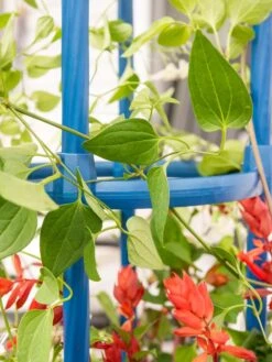 Fleur De Lis Obelisk, 67" -Comfortable Garden 8611663 0607 tif