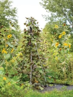 DIY Connector For Teepee Trellis -Comfortable Garden 8611896 062 tif