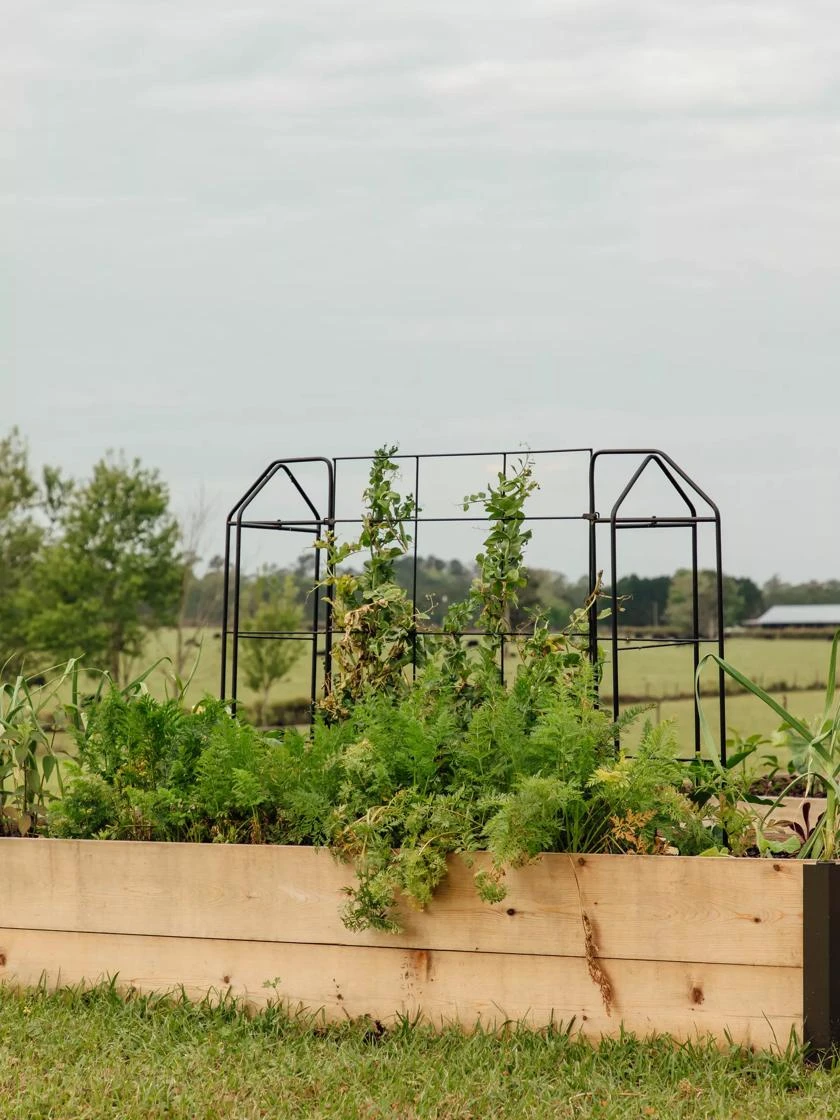 Zenith Trellis 4 Zenith Trellis - Image 2