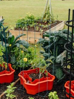 Deluxe Tomato Halos, Set Of 2 -Comfortable Garden 8612045 226 tif