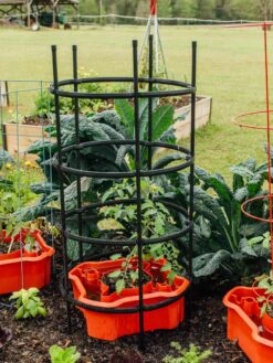 Deluxe Tomato Halos, Set Of 2 -Comfortable Garden 8612045 228 tif