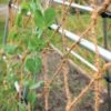 Coco Trellis Netting, 4' X 15' -Comfortable Garden 8612050 1124 tif