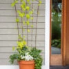 Flock Of Friends Pot Trellis -Comfortable Garden 8612635 0081 flock of friends pot trellis